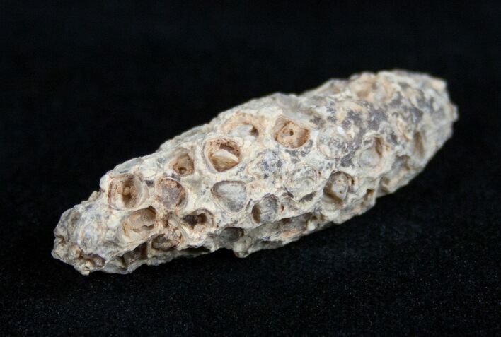 Agatized Pinecone From Morocco - Eocene #1688